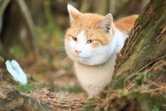 木陰から