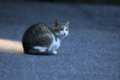 何かいるにゃ～