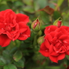 夫婦薔薇