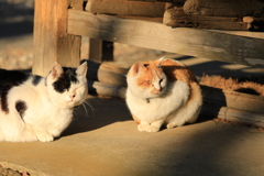 ひなたぼっこ ひなたぼっこ