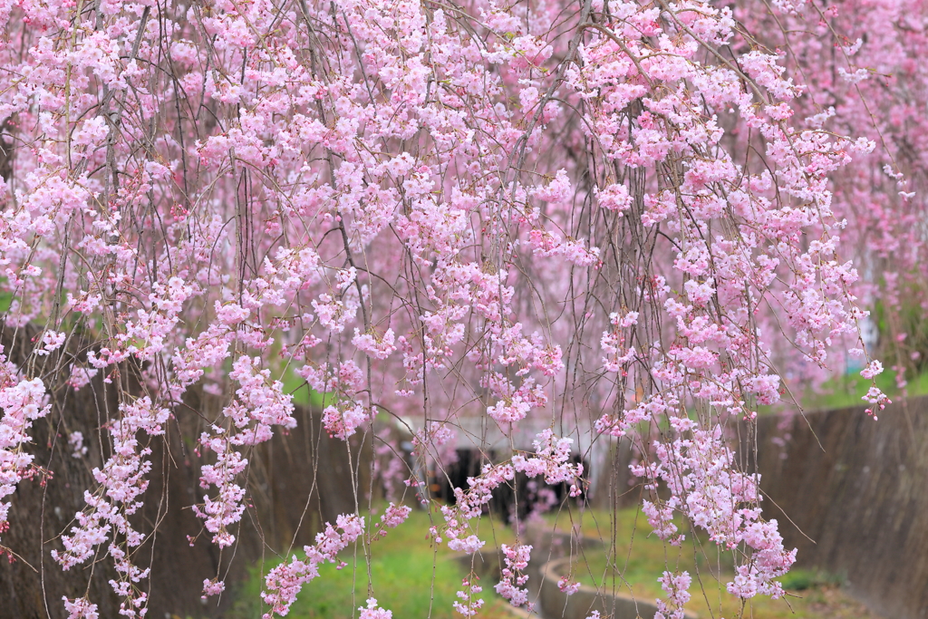 水路を彩る華やぎ