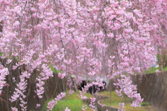 水路を彩る華やぎ