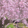 水路を彩る華やぎ