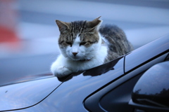 ボンネットの上にて
