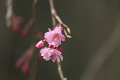 愛情