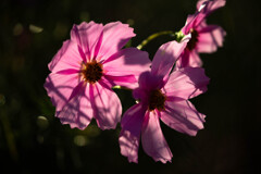花傘