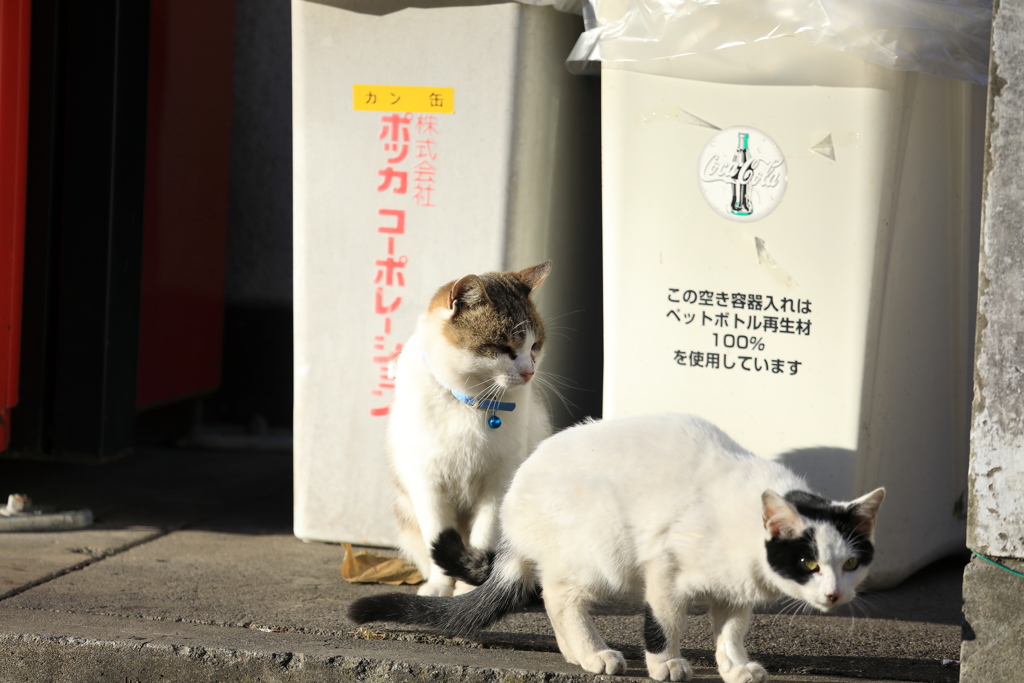 たわむれて