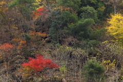 山の彩り