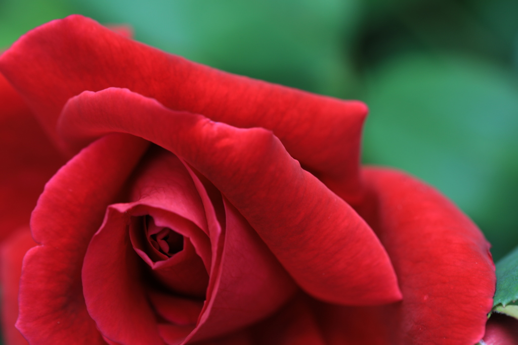 薔薇模様