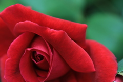 薔薇模様