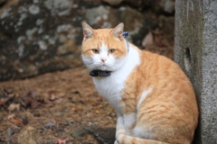 石柱のそばで