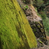 苔むして