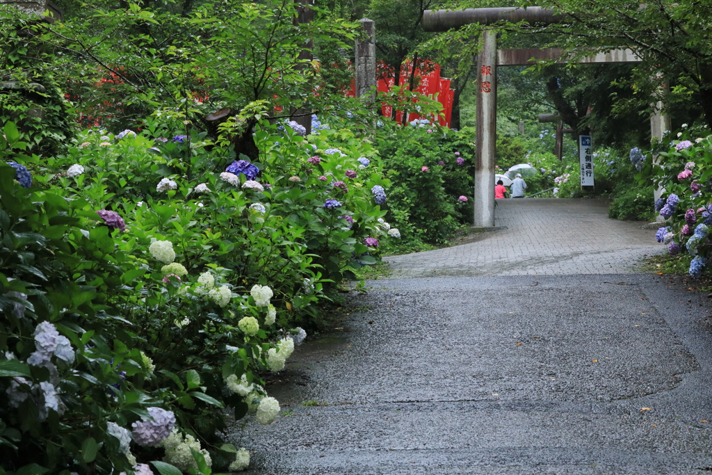 あじさいの咲く神社