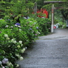 あじさいの咲く神社