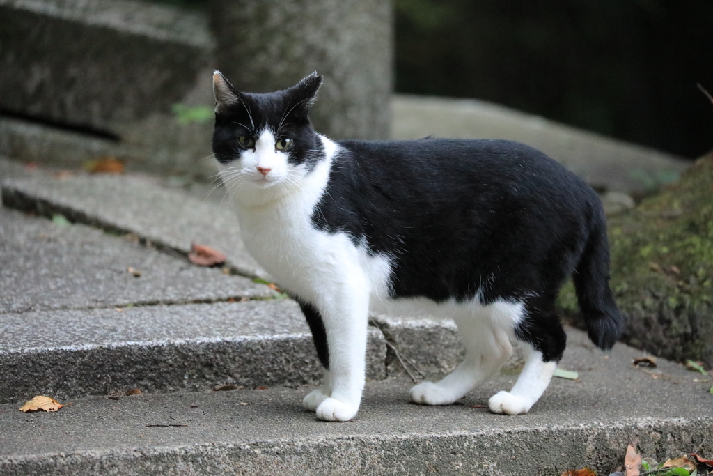 参道の脇にて