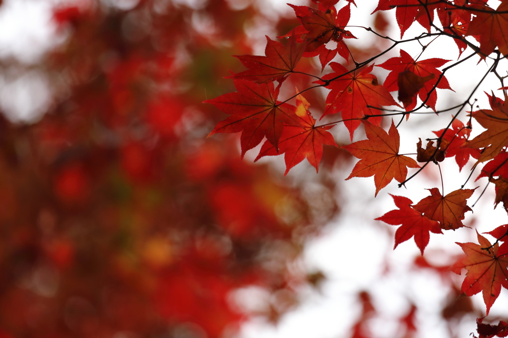 最後の紅葉