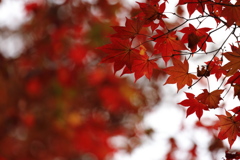 最後の紅葉