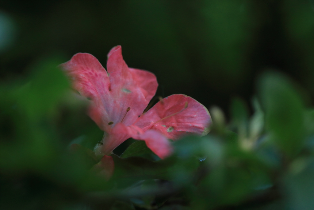 一輪のくれない