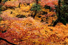 紅葉のグラデーション