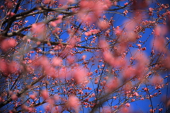 薄紅の雪降る午後のひととき