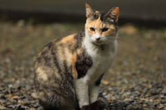 砂利の上にて