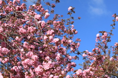 八重桜