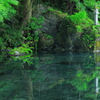 新緑と水面