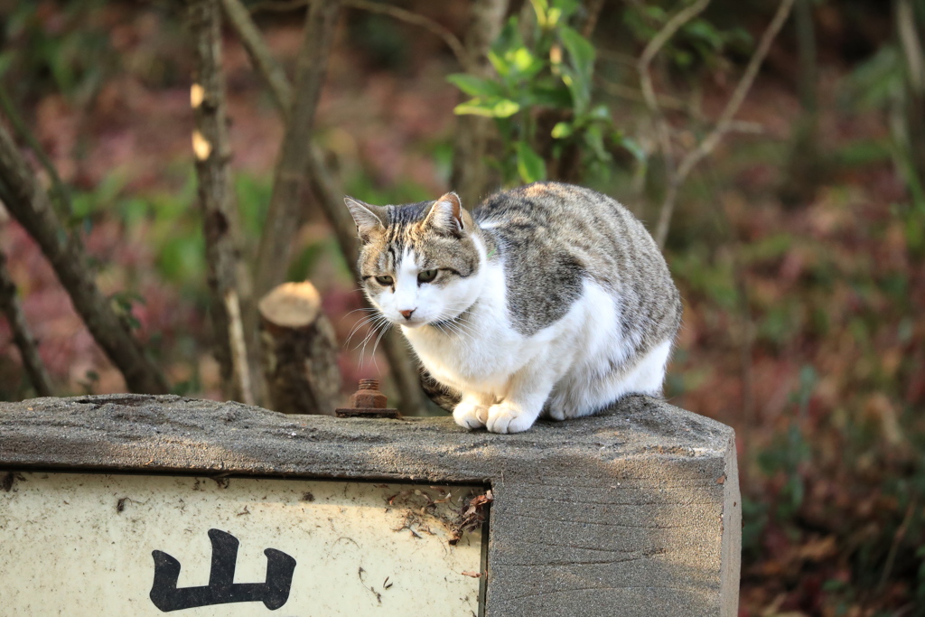 看板の上にて