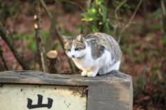 看板の上にて 看板の上にて