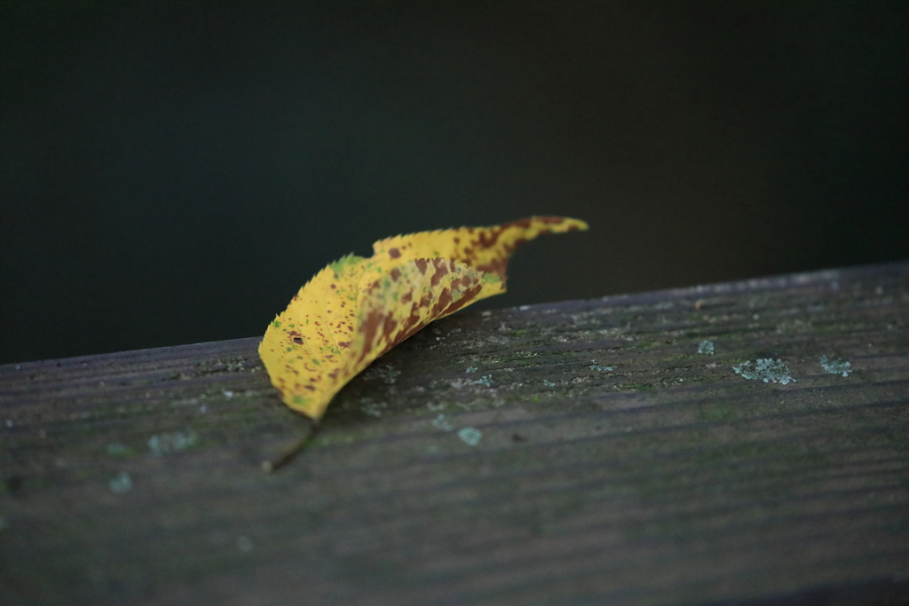 ひとひらの落葉