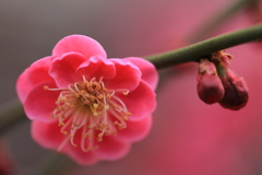 薄紅の微笑み