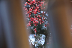 竹林の向こうの紅