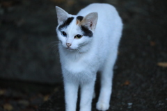 置き物のごとく