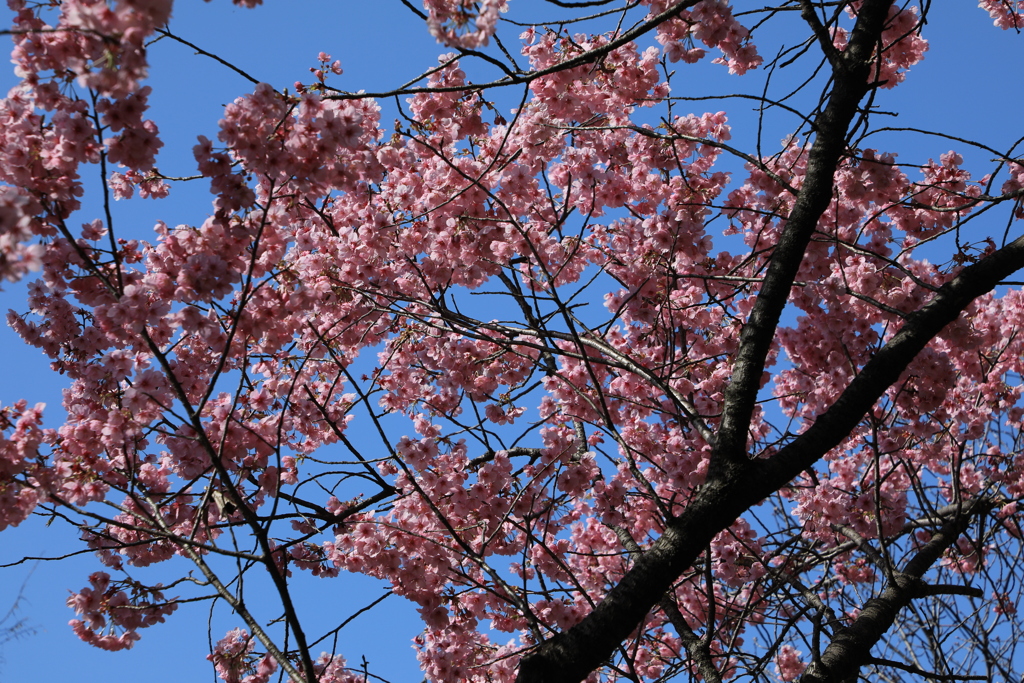 青空に華やぐ　その２