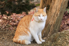 木のそばにて