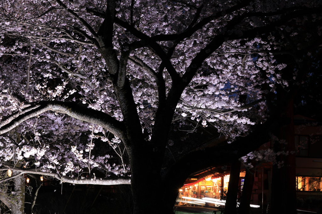 夜に萌える