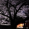 夜に萌える