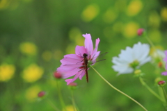 花を抱えて