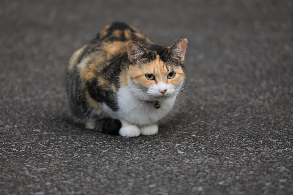 香箱を組んで