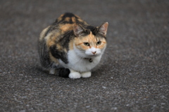 香箱を組んで