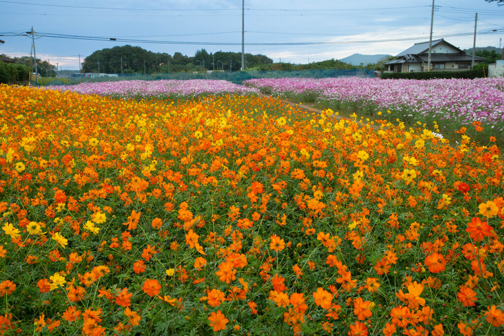 コスモス畑