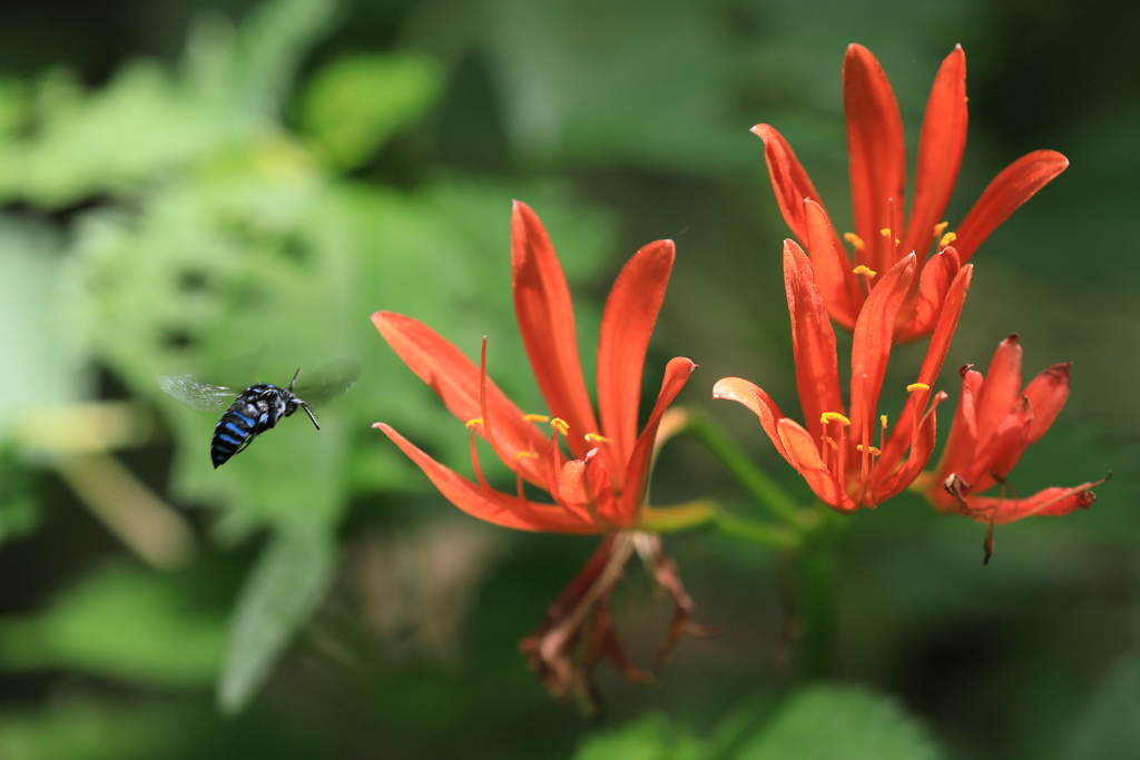 蜜の食卓へＧＯ