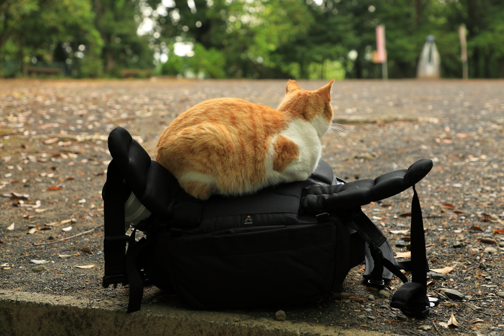 カメラリュックの上にて