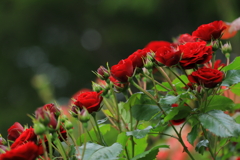 薔薇のライン