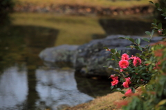 水辺に映える紅