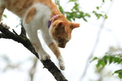 木の上にて