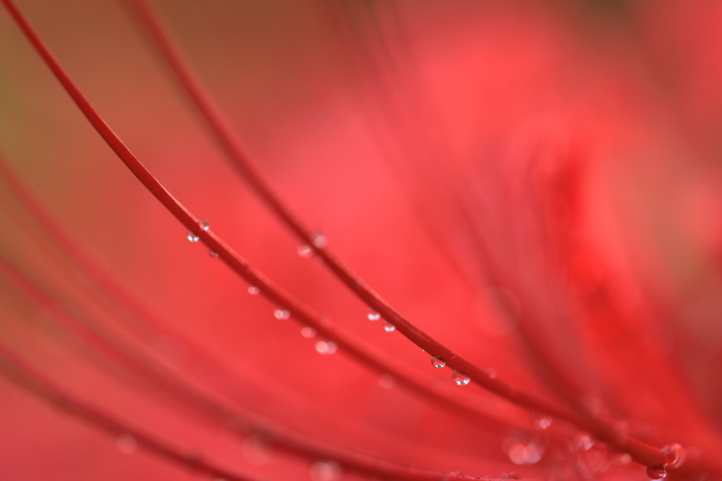 雨にも負けず