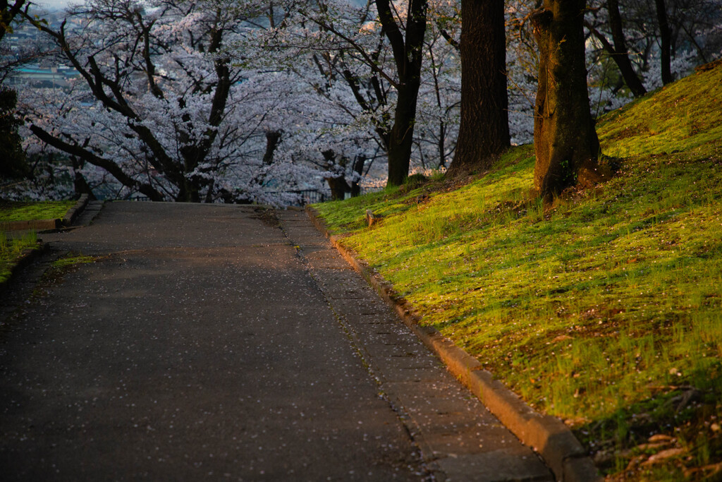 桜の散歩道