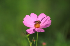 蜜探し＿蜂と影