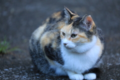 眺める